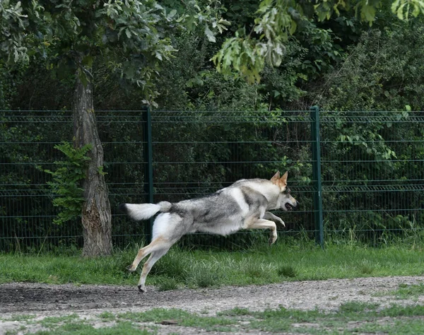 Retrato Hermoso Perro Lobo Checoslovaco Corriendo Rápido Naturaleza — Foto de Stock