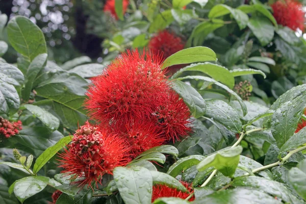 Exotische Stachelige Rote Blüten Nach Dem Regen Von Combretum Constrictum — Stockfoto