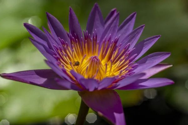 Close Uma Flor Lírio Tropical Roxo Fundo Turvo — Fotografia de Stock