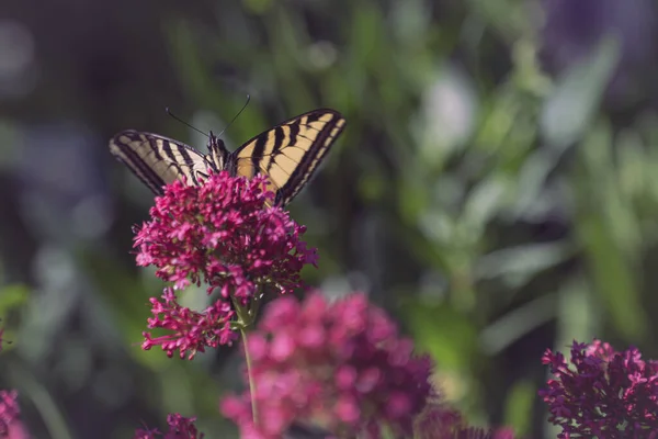 Ένα Κοντινό Πλάνο Ενός Ανατολικού Τίγρη Καταπίνει Πεταλούδα Ένα Λουλούδι — Φωτογραφία Αρχείου