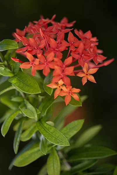 Vertical Shot Red Chinese Ixora Flowers Green Leaves Blurred Background — Stock Photo, Image