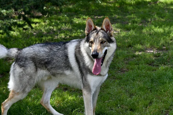 Lenyűgöző Portré Egy Gyönyörű Csehszlovák Wolf Kutya Természetben — Stock Fotó