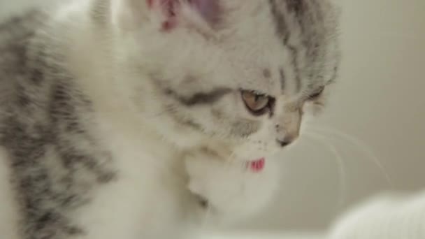 Kot Pokoju — Wideo stockowe
