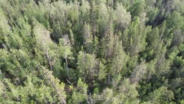 Vanuit Lucht Uitzicht Het Bos Bomen Bergen — Stockvideo