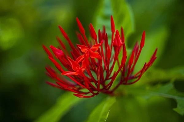 Közelkép Piros Kínai Ixora Virágok Zöld Levelek Homályos Háttér — Stock Fotó