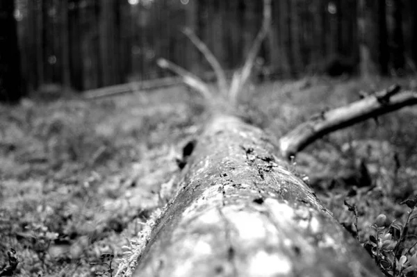 Disparo Escala Grises Árbol Caído Bosque —  Fotos de Stock