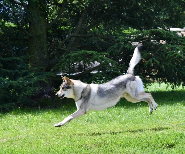 一只漂亮的捷克斯洛伐克狼犬在大自然中跑得很快的画像 — 图库照片