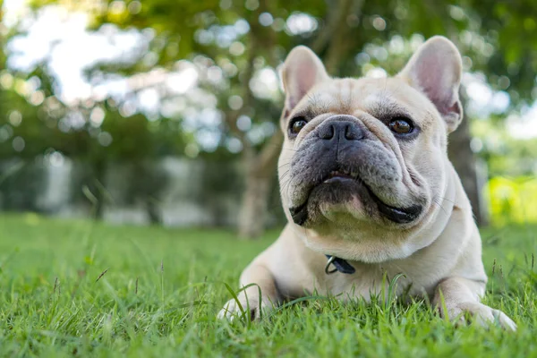 Szelektív Fókuszfelvétel Egy Francia Bulldogról Aki Füvön Pihen Egy Parkban — Stock Fotó