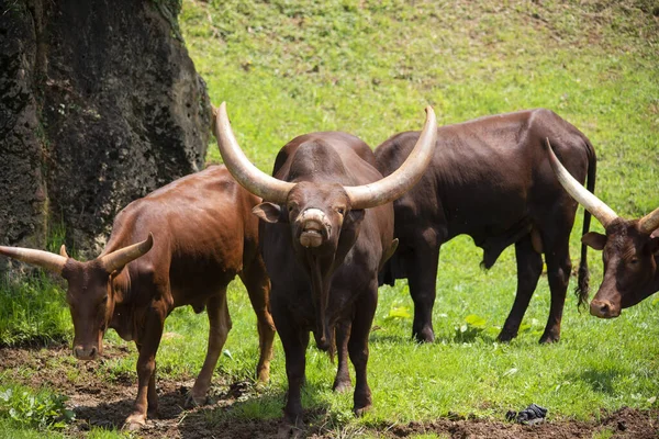 Stado Ankole Watusi Leżące Trawie Zjedzeniu Świeżego Wrzenia — Zdjęcie stockowe