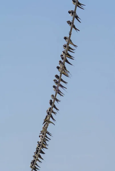 Barn Swallows Μαζεύονται Πριν Μεταναστεύσουν Στην Αφρική Ισπανία — Φωτογραφία Αρχείου