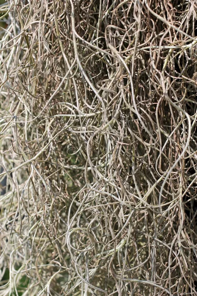 ティランジア空気プラントの細い葉や鎖のクローズアップの抽象的なテクスチャの背景 マクロ写真 — ストック写真