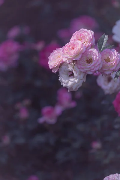 庭のピンクのランクラスの花のクローズアップショット — ストック写真