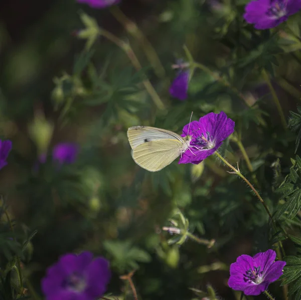 Primo Piano Una Farfalla Bianca Fiore Sanguineo Geranio — Foto Stock