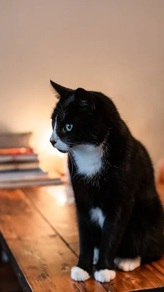 Eine Vertikale Aufnahme Einer Schwarz Weißen Niedlichen Katze — Stockfoto