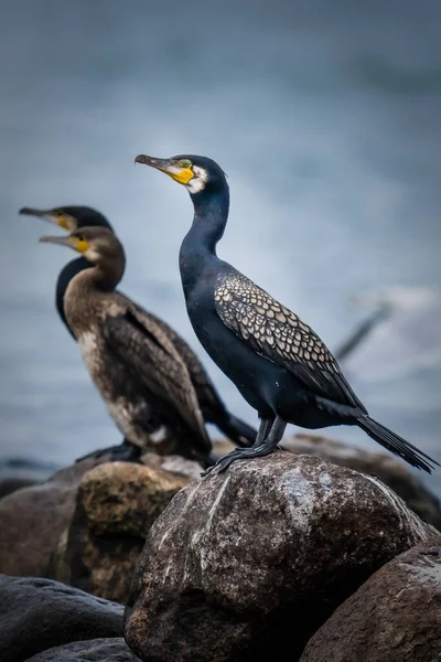 Trois Cormorans Assis Stoïques Sur Des Pierres Sur Une Plage — Photo