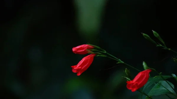 Primer Plano Brotes Cerrados Flores Rojas — Foto de Stock