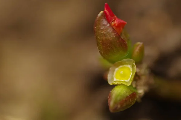 Gros Plan Pourpre Rougeâtre Portulaca Dont Bourgeon Vient Ouvrir Fleur — Photo