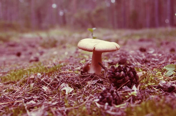 Foco Seletivo Cogumelos Que Crescem Floresta — Fotografia de Stock