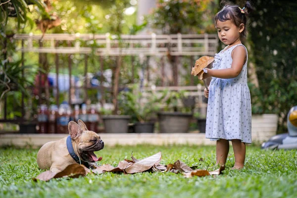 Uma Menina Asiática Bonita Brincando Com Seu Animal Estimação Buldogue — Fotografia de Stock