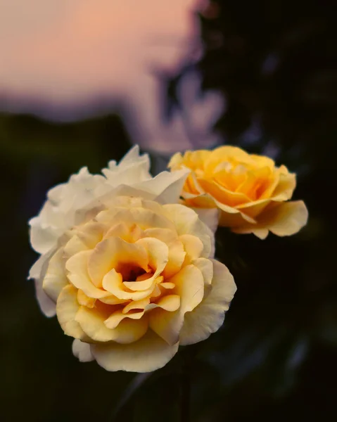 Вертикальний Дріб Квітучих Жовтих Троянд — стокове фото
