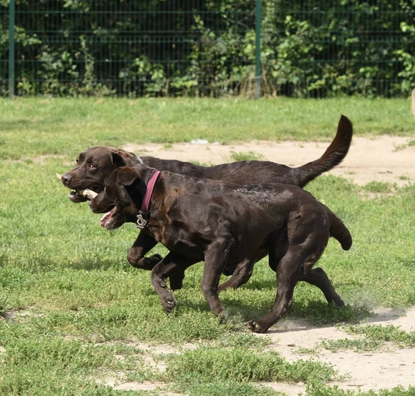 Due Splendidi Carini Labrador Cioccolato Che Giocano Con Bastone Parco — Foto Stock