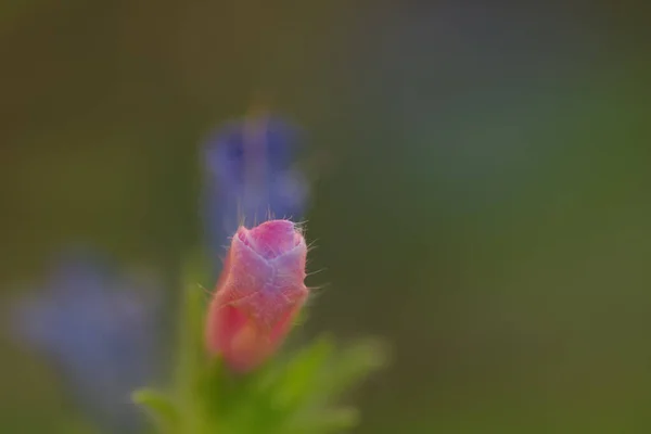 Nahaufnahme Einer Aufsteigenden Blüte Eines Echium Plantagineum Purple Viper Bugloss — Stockfoto