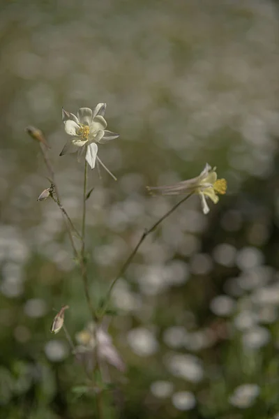 Primer Plano Una Flor Aquilegia Amarilla Jardín —  Fotos de Stock