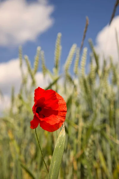 Una Flor Amapola Borde Campo Verde Trigo — Foto de Stock