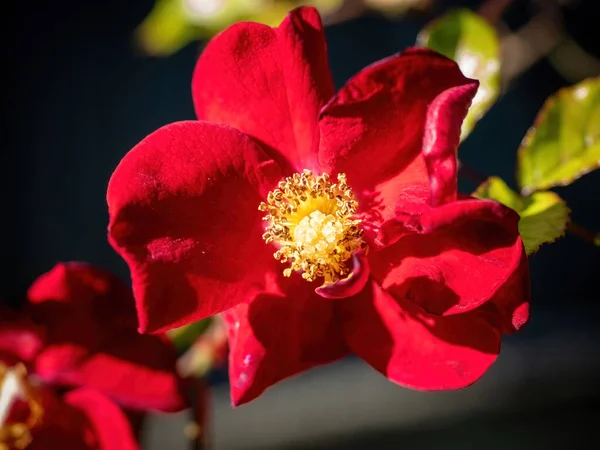 Gros Plan Belles Fleurs Rouges Sous Soleil — Photo