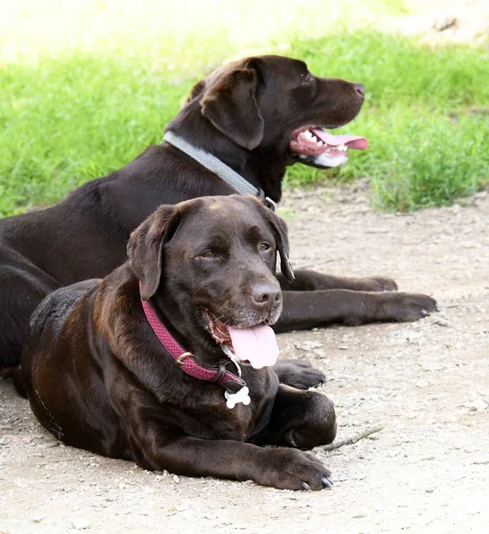 Dos Hermosas Lindas Labradoras Chocolate Tumbadas Suelo Sombra Día Caluroso —  Fotos de Stock