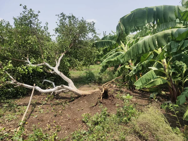 Fechar Plantação Banana Destruída Por Ciclone Chuva Forte Ciclone Destruiu — Fotografia de Stock