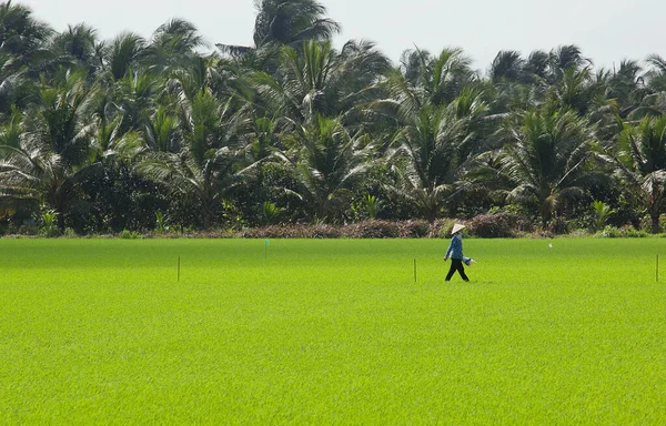 Egy Farmer Sétál Mezőn Mekong Folyó Partján Egy Napsütéses Napon — Stock Fotó