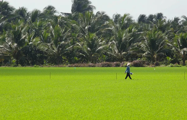 Granjero Caminando Campo Orillas Del Río Mekong Día Soleado — Foto de Stock