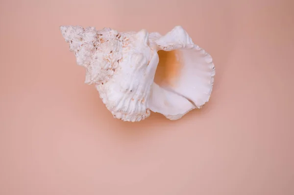 Крупный План Белой Ракушки Эстетическом Персиковом Фоне — стоковое фото