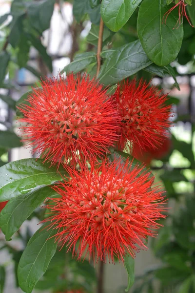 Tres Flores Rojas Puntiagudas Exóticas Después Lluvia Combretum Constrictum Una —  Fotos de Stock