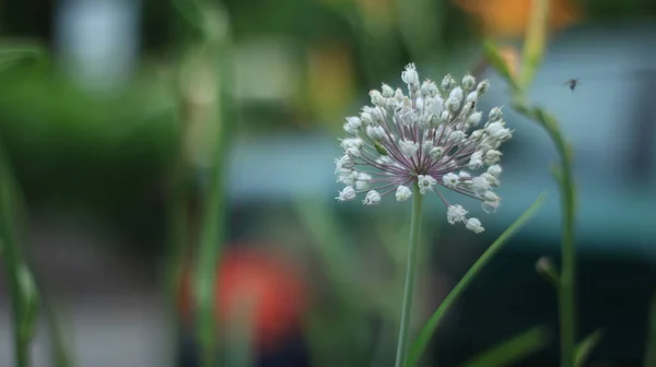 Soggetto Principale Fiore Bianco Sfondo Molto Sfocato — Foto Stock