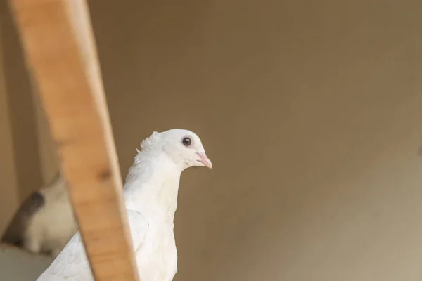 Primer Plano Una Paloma Blanca Posada Sobre Madera Sobre Fondo — Foto de Stock