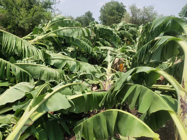 Close Destroyed Banana Plantation Cyclone Heavy Rain Cyclone Destroyed Whole — Stock Photo, Image