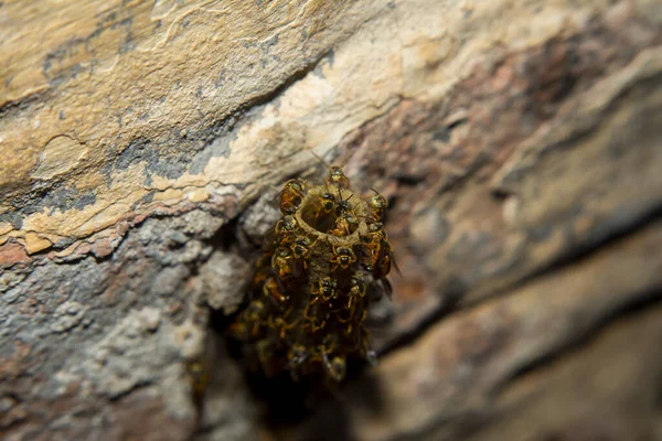 Yatei Abejas Insectos Colmenas Panales Colmenas — Foto de Stock