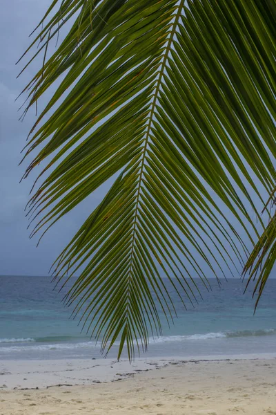 Eine Vertikale Aufnahme Einer Palme Strand Der Malediven — Stockfoto