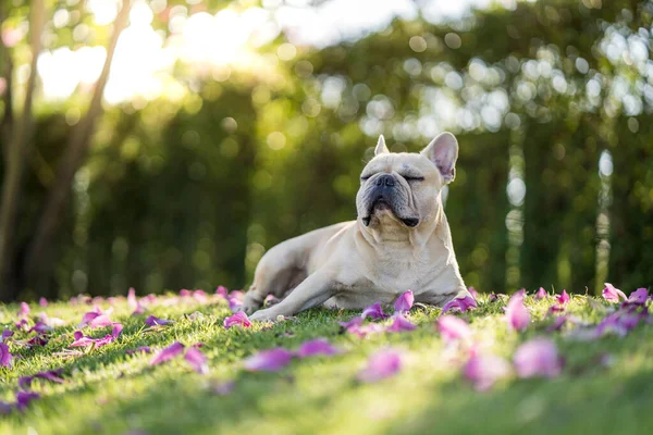 A cute French bulldog laying on a meadow with flowers