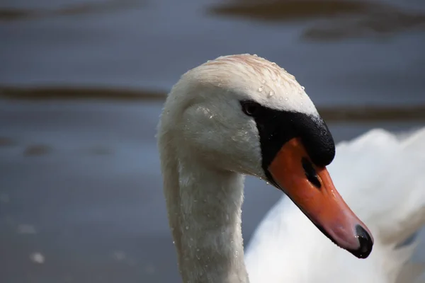 Een Closeup Van Een Prachtige Witte Zwaan Het Meer — Stockfoto