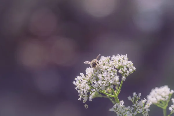 Zbliżenie Ujęcie Pszczoły Miodnej Zbierającej Nektar Białego Kwiatu — Zdjęcie stockowe