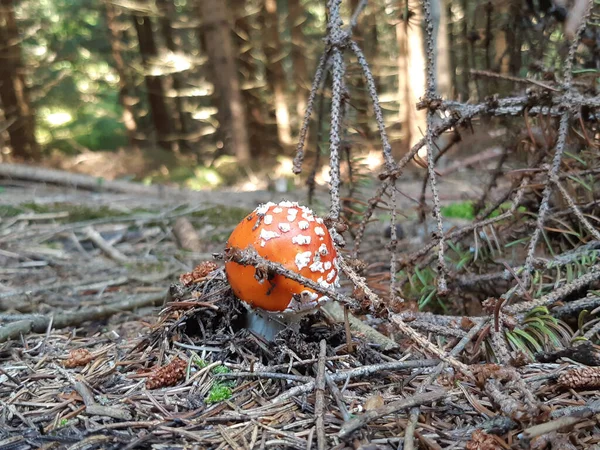 Undergrowth Com Cogumelo Venenoso Amanita Muscaria — Fotografia de Stock