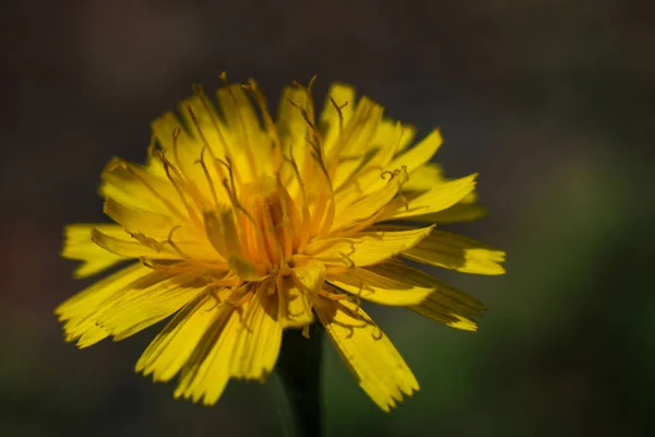 Uma Flor Chamada Dandelion Yellow Foi Fotografada Macro — Fotografia de Stock