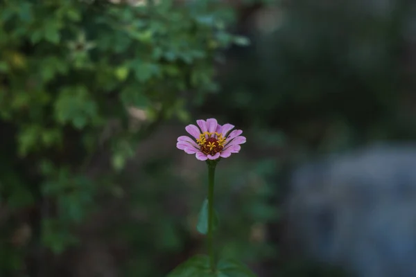 Primer Plano Una Flor Zinnia Rosa Jardín —  Fotos de Stock