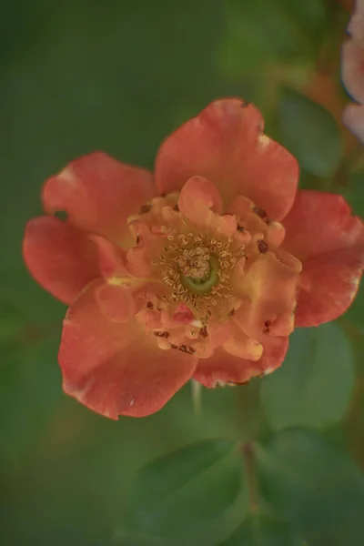 그라빌 그라빌 정원의 클로즈업 — 스톡 사진