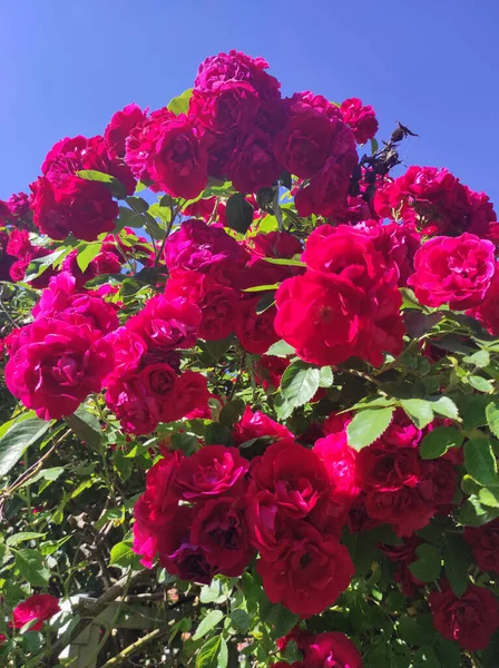 Крупним Планом Знімок Багатьох Красивих Рожевих Троянд Під Сонцем — стокове фото
