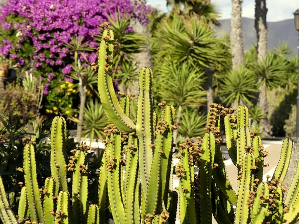 Groene Cactus Een Zwarte Lava Tuin — Stockfoto