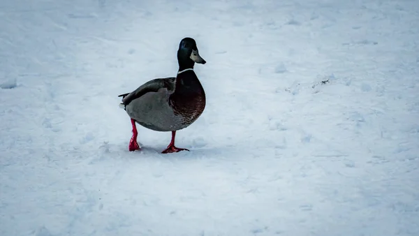 Gräsänder Går Snöig Äng — Stockfoto